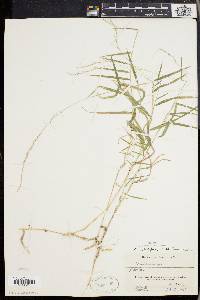 Muhlenbergia sobolifera image