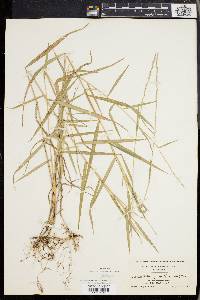 Muhlenbergia sobolifera image