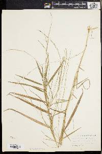 Muhlenbergia sobolifera image