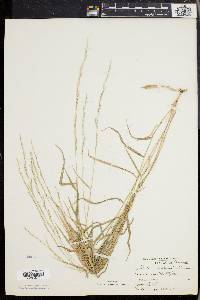 Muhlenbergia sobolifera image