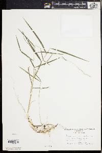 Muhlenbergia sobolifera image