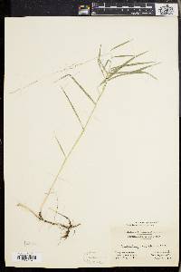 Muhlenbergia sobolifera image