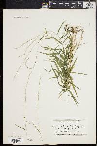 Muhlenbergia sobolifera image