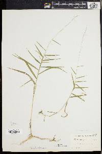 Muhlenbergia sobolifera image