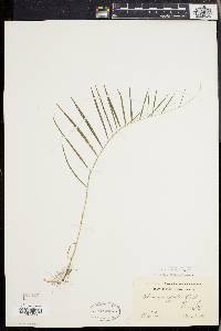 Muhlenbergia sobolifera image