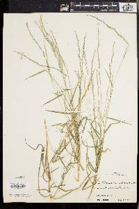 Muhlenbergia sobolifera image