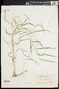 Muhlenbergia sobolifera image