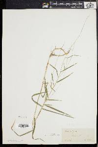 Muhlenbergia sobolifera image