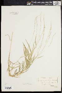 Muhlenbergia sobolifera image