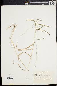 Muhlenbergia sobolifera image