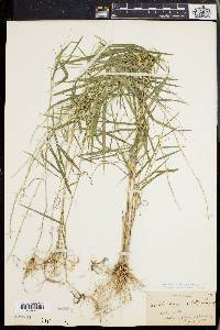 Muhlenbergia sobolifera image