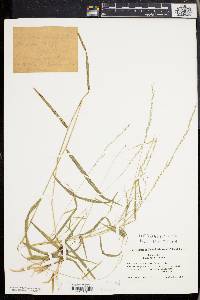 Muhlenbergia sobolifera image