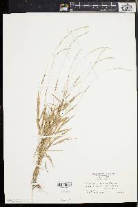 Muhlenbergia sobolifera image