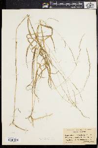 Muhlenbergia sobolifera image