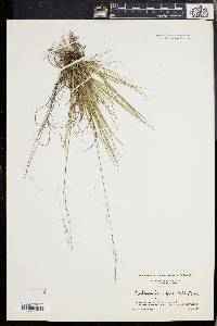 Muhlenbergia uniflora image