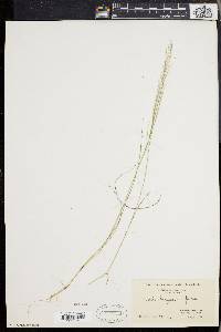 Muhlenbergia uniflora image