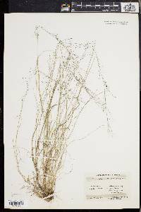 Muhlenbergia uniflora image