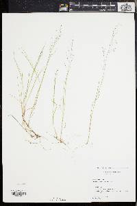 Muhlenbergia uniflora image