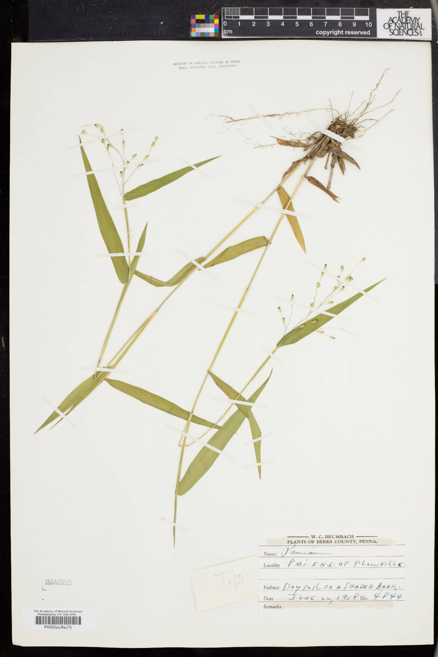 Dichanthelium appalachiense image