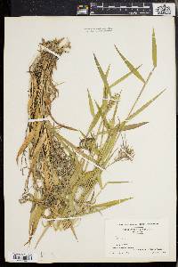Dichanthelium dichotomum subsp. microcarpon image