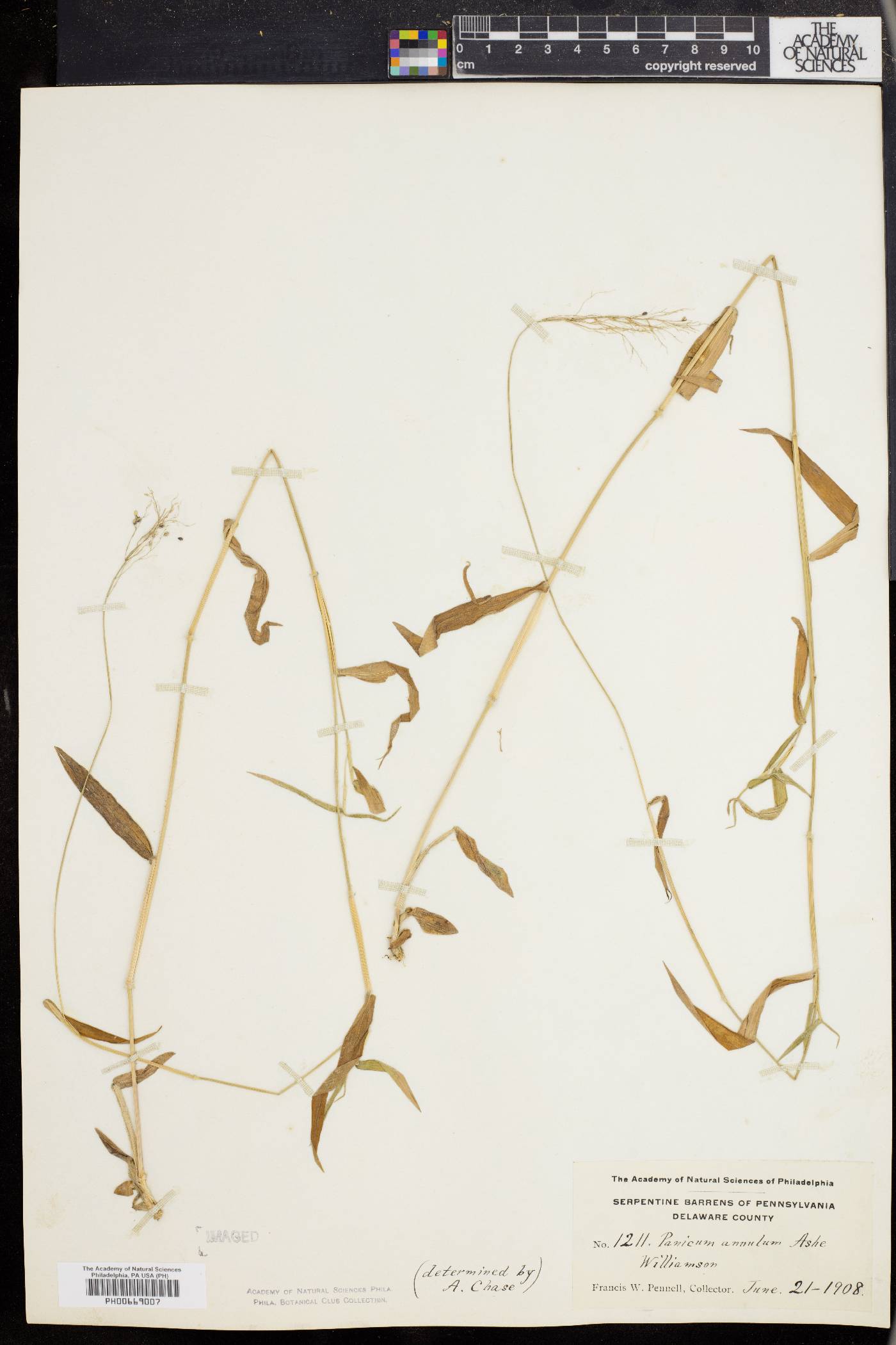 Dichanthelium annulum image