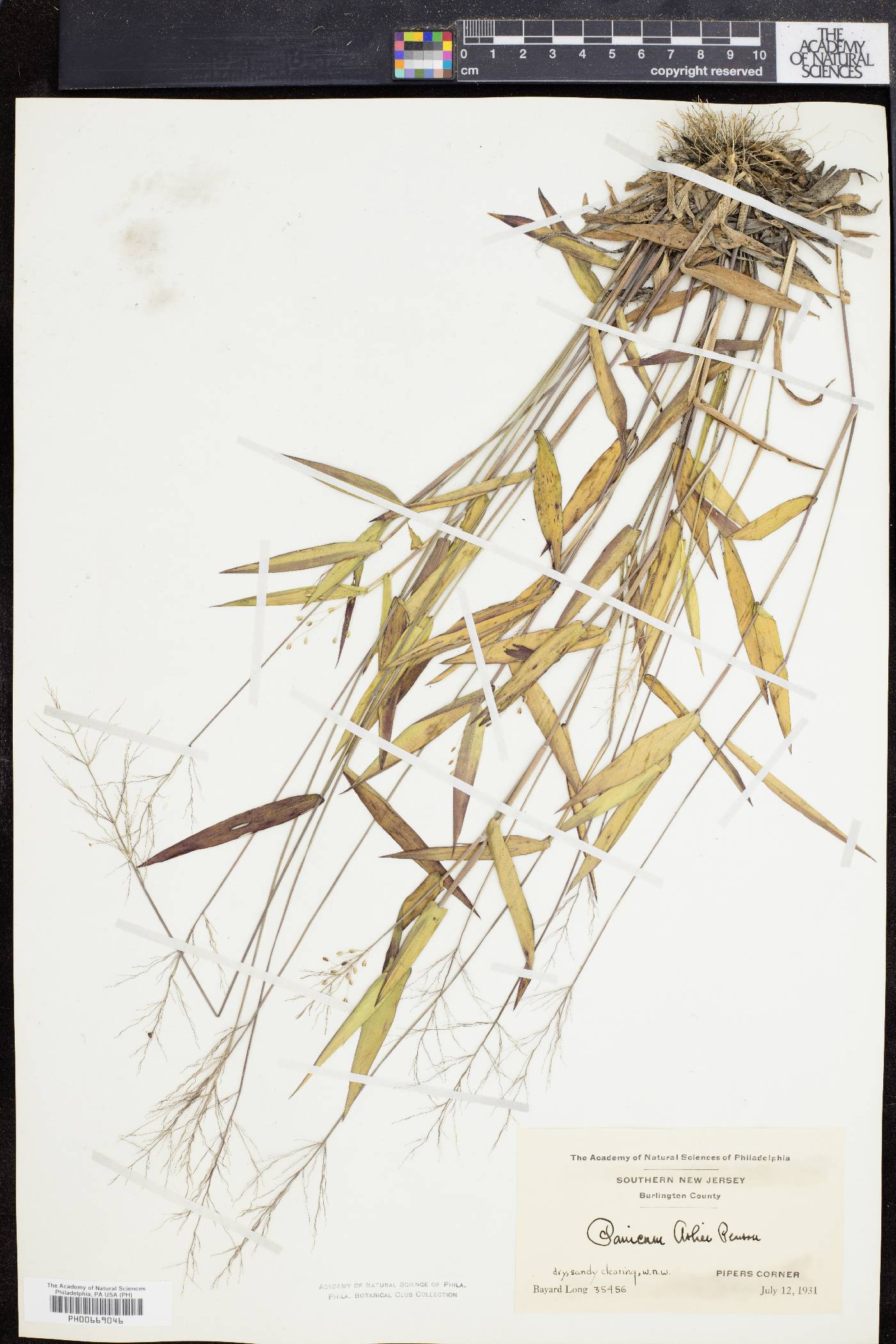 Panicum ashei image