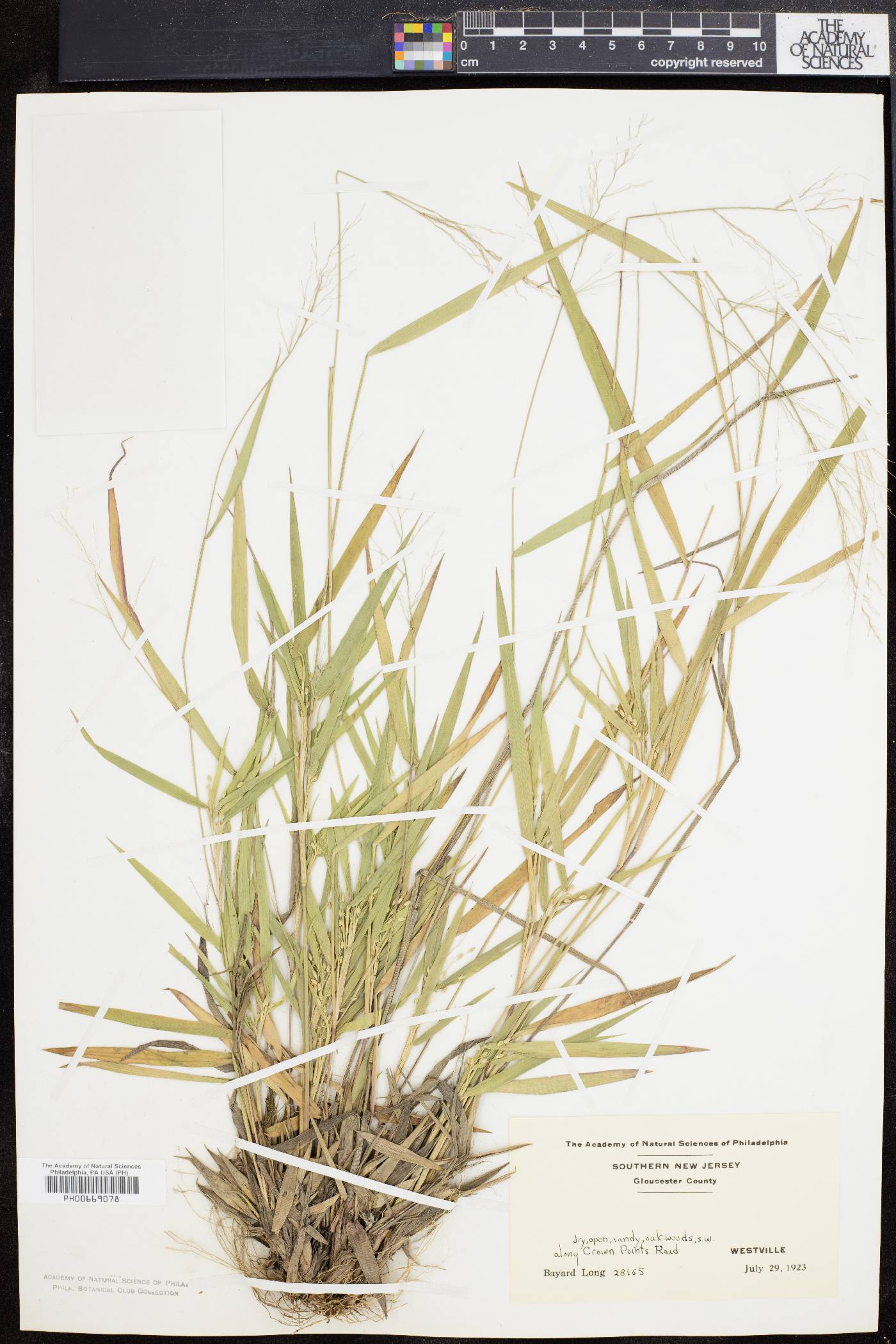 Panicum bicknellii image