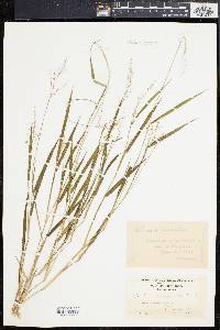 Panicum bicknellii image