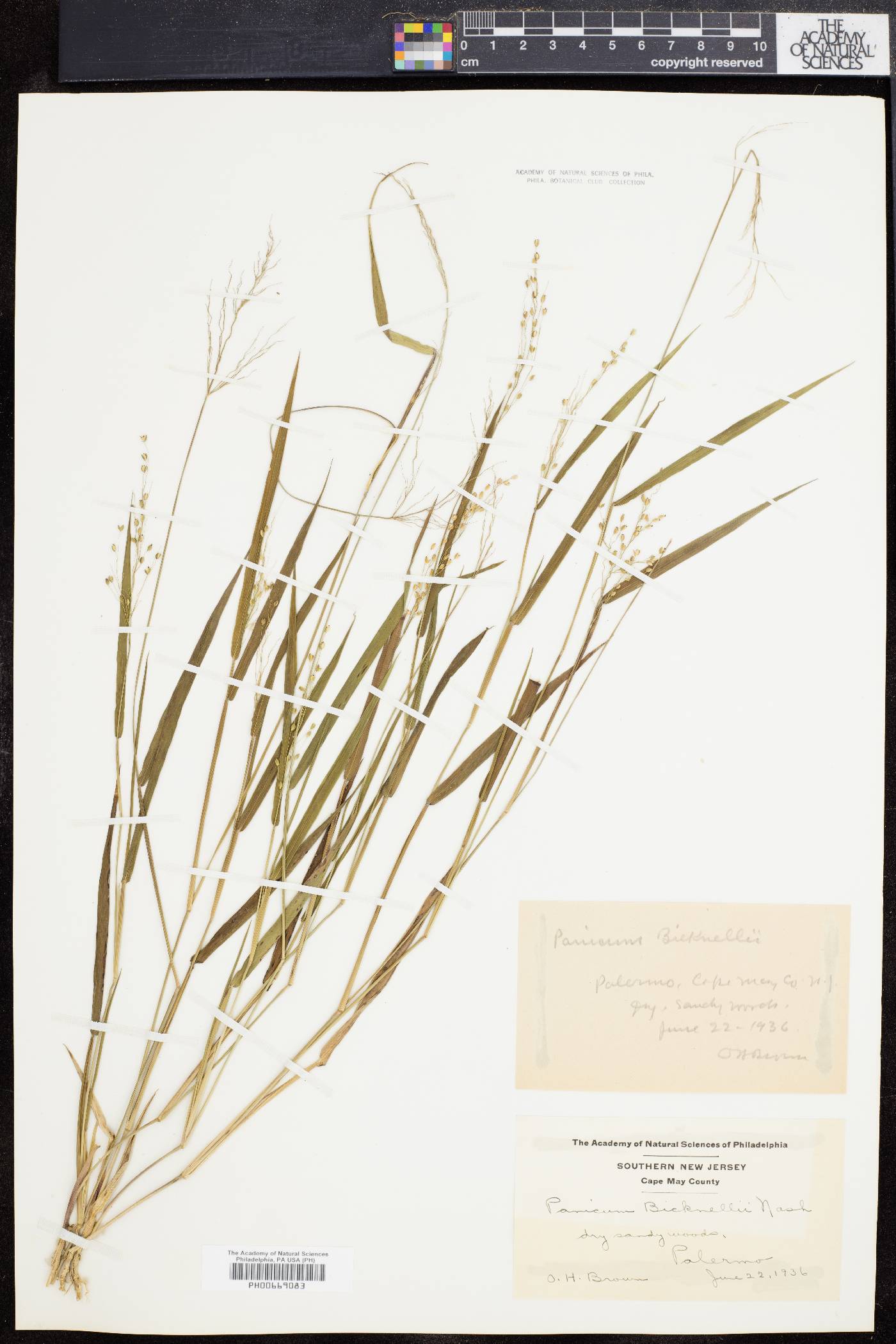 Panicum bicknellii image