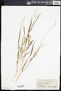 Panicum bicknellii image