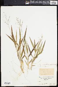 Panicum bicknellii image