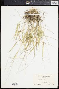 Panicum bicknellii image