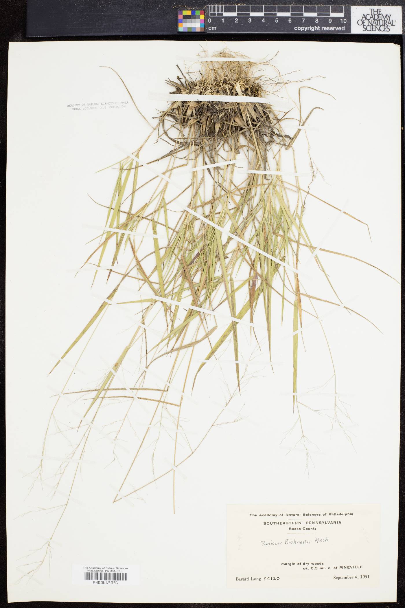 Panicum bushii image