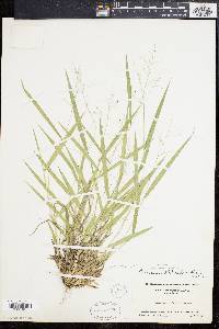 Panicum bicknellii image