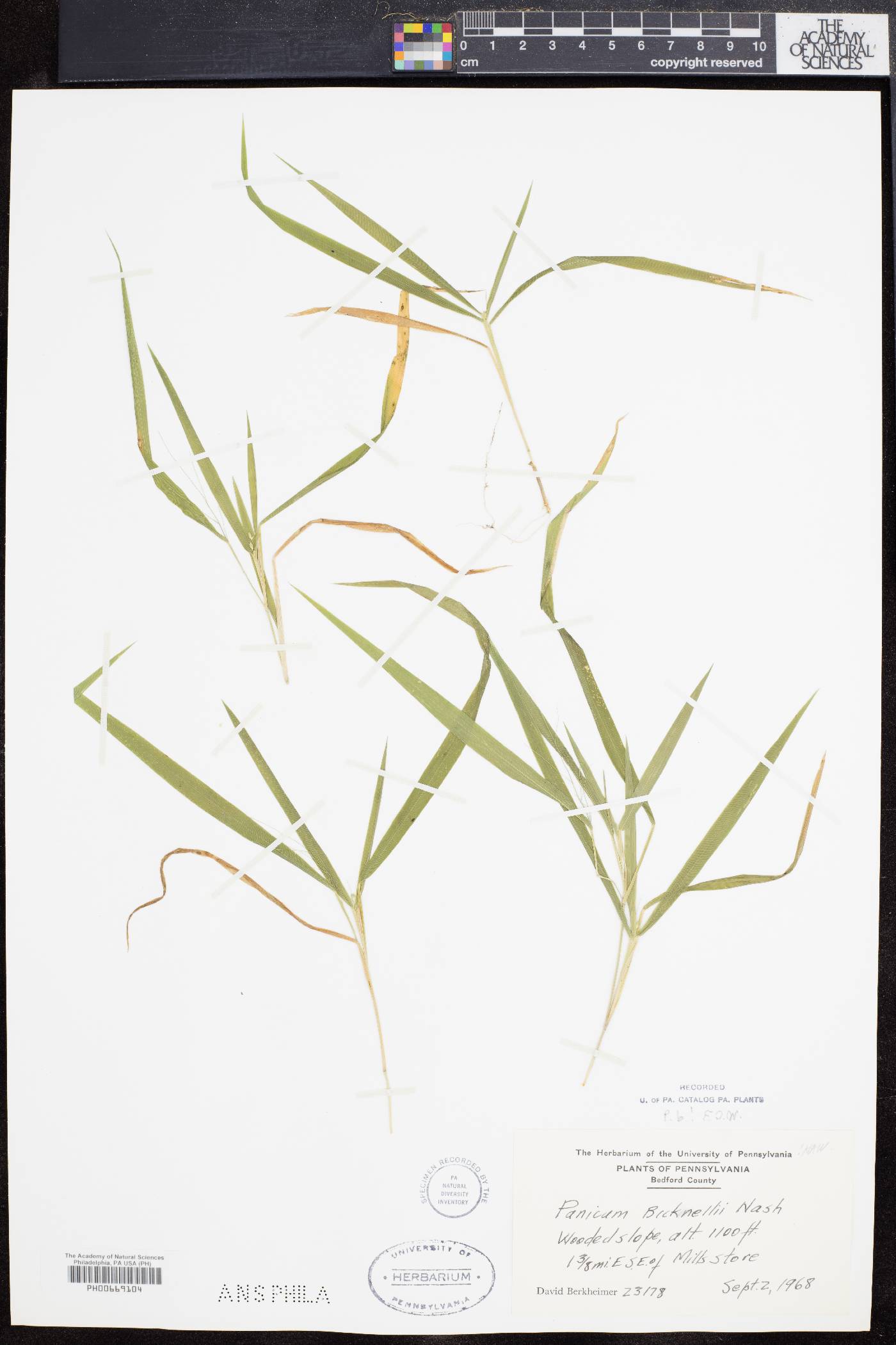 Dichanthelium × bicknellii image