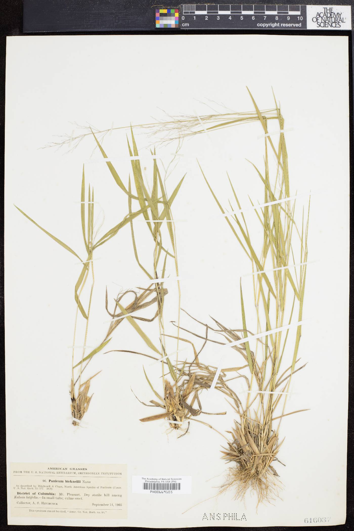 Dichanthelium × bicknellii image
