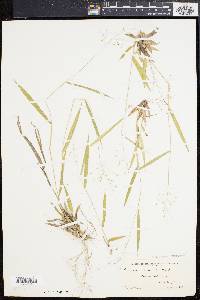 Panicum bicknellii image