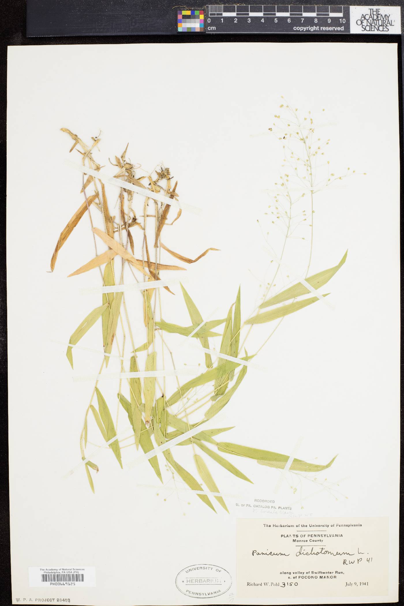 Panicum boreale image