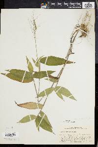 Panicum boscii image