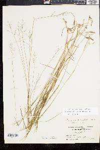 Panicum caerulescens image