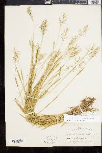 Panicum caerulescens image