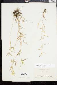 Panicum caerulescens image