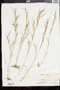 Panicum caerulescens image