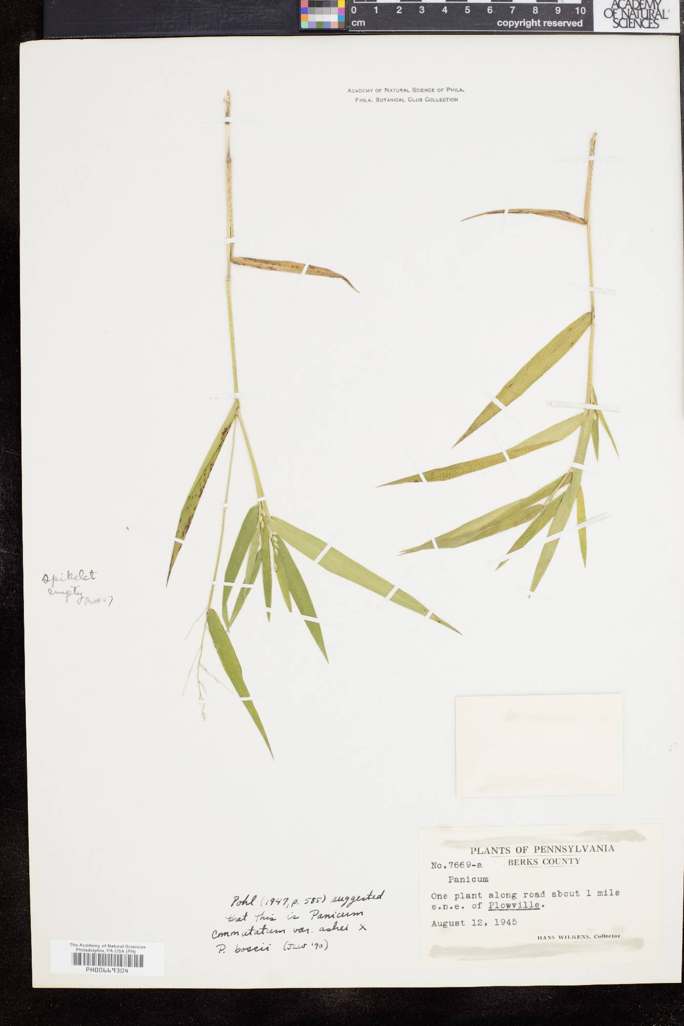 Panicum calliphyllum image