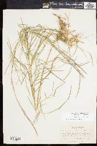 Muhlenbergia sylvatica image