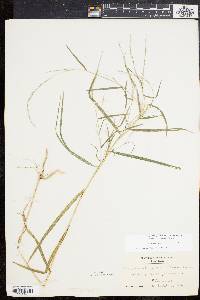 Muhlenbergia sylvatica image