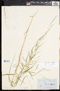 Muhlenbergia sylvatica image