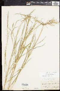 Muhlenbergia sylvatica image