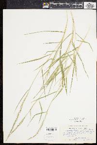 Muhlenbergia sylvatica image