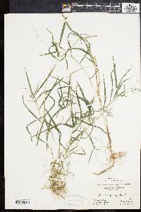 Muhlenbergia sylvatica image